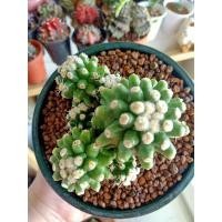 ราคา ถังทองมอนส์#ถังทอง #มอนส์ #แคคตัส #กระบองเพชร #cactus (9971800011)