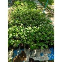 ราคา ต้นพันธุ์ จิงจูฉ่าย พร้อมปลูกในถุงดำ 29 บาท จิงจูฉ่าย ใช้ประกอบอาหาร ต้มเลือดหมู (26174635021)