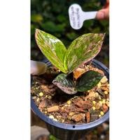 ราคา กวักมรกตดำด่างชมพู (22058680349)