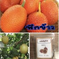 ราคา เมล็ดฟักข้าว ฟักข้าว (10810203472)