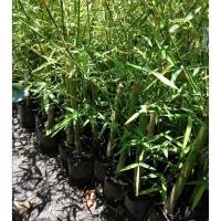 ราคา ขาย ไผ่เลี้ยงหวาน ต้นแข็งแรงพร้อมปลูก รับประกัน (16541430975)