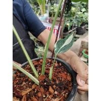 ราคา ไก่ต็อก Haworthia coarctata ฮาโวเทีย ไม้อวบน้ำ กุหลาบหิน cactus&succulentหลากหลายสายพันธุ์ (25532496817)