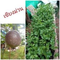 ราคา ต้นเสาวรสหวานแบบเสียบยอด พันธุ์เชียงม่วน (6911039270)