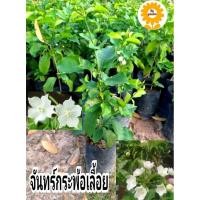 ราคา ต้นจันทร์กะพ้อเลื้อย จันทร์กระพ้อเลื้อย (25508143330)