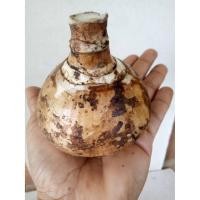 ราคา ว่านมหาลาภ 500กรัม ,1กก.ให้เลือกคละขนาด.กวักนางพญาหงสาวดี ไม้มงคล หนึ่งในว่านชุดไตรภาคี หัวว่านมหาลาภ (6761709639)