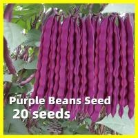 ราคา 20เมล็ด เมล็ดพันธุ์ ถั่วแขกม่วง Purple Beans Seed เมล็ดพันธุ์ผัก เมล็ดผัก ผักสวนครัว เมล็ดพันธุ์ถั่ว บอนสีแปลกๆถูกๆ (29580489965)