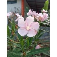 ราคา ต้นเพาะชำดอกยี่โถชุด 1 ต้น (26485279509)