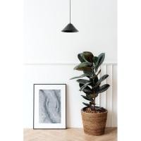 ราคา ยางอินเดียดำ & ไทรใบสัก คัดเกรดA ต้นไม้ฟอกอากาศ (3740052037)