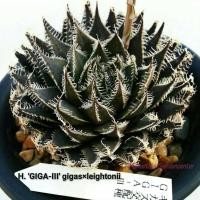 ราคา H.’GIGA-III’ gigas x leightonii A072 (13095476620)