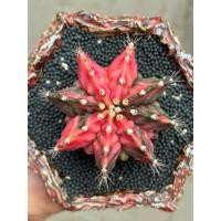 ราคา Heart.T-RexSeeding7.0cmหัวใจ-ไดโนเสาร์ด่าง-ฟุคุริว (27101043984)