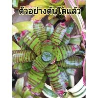 ราคา หน่อสับปะรดสีNeo.high voltageจำนวน 1 หน่อไม้ประดับไม้มงคลไม้ฟอกอากาศ (13633921691)