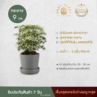 ราคา เล็บครุฑแคระใบด่าง ต้นไม้มงคล ฟอกอากาศนิมิมอล ไม้ประดับตกแต่งบ้านและสวน - easyplant (3554836464)
