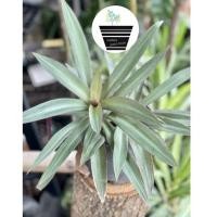 ราคา ว่านกาบหอย Tradescantia spathacea (11231620591)