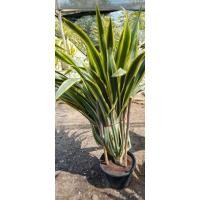 ราคา ต้นจันผาด่างลายก๊อปปี้ 90-100cm*ส่งยกกระถาง (27574072731)