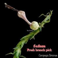 ราคา เก๋งจีน Ceropegia Simonae *กิ่งเด็ดสด* แคคตัส ไม้อวบน้ำ Cactus and Succulent (24406661769)