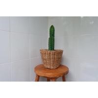 ราคา กระบองเพชรปราสาทนางฟ้า ตะบองเพชรปราสาทนางฟ้า (Cereus sp. ‘Fairy Castle’) (3625449732)