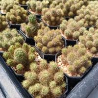 ราคา แคคตัส กระบองเพชร แมมมิราเรีย แมมเม็ดพริก หนามทอง mammillaria Prolifera (23279067659)