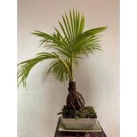 ราคา บอนไซมะพร้าว อายุ 2ปี+ (ต้นไม้มงคล) (13635602183)