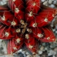 ราคา ยิมโนด่างแดงดำเริ่มออกพูแทรกขนาด3-7 cm (จากยอดไม้ถึงปลายรากแก้ว) Gymnocalycium mihanovichii Gymnocalycium mihanovichii (8515124129)
