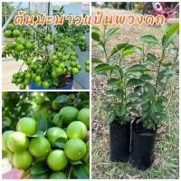 ราคา (5ต้น100บาท)ต้นมะนาวแป้นพวงดก เพาะเมล็ด ต้นพันธุ์แข็งแรงพร้อมปลูกปลูกง่ายทนแรงได้ดีเปลือกบางน้ำเยอะ (29425057947)