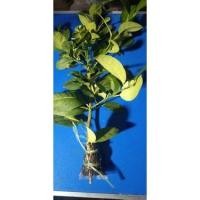 ราคา กิ่งตอน มะนาวตาฮิติ ไร้เมล็ด กิ่งใหญ่ สูง40-50เซน (4488944193)