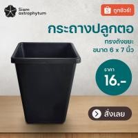 ราคา กระถางเหลี่ยมกระถางปลูกตอทรงถังขยะsiamastrophytum (18548384729)