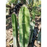 ราคา คอนโดนางฟ้า ตัดสด ปราสาทนางฟ้า ตอคอนโดนางฟ้า ต้นคอนโดนางฟ้า Cactus แคคตัส กระบองเพชร ไม้อวบน้ำ ไม้กราฟ ตอกราฟ ราคาถูก (10471453549)