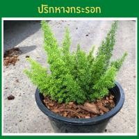 ราคา ต้นปริกปริกหางกระรอก (Foxtail Asparagus Fern)ต้นไม้ประดับตระกูลเฟิร์น ต้นไม้มงคลฟอกอากาศนิยมแต่งคาเฟ่ (21272131278)