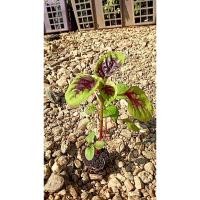 ราคา ต้นกล้า โขมใบกระ ผักโขมใบกระ กล้าละ 10 บาท ซื้อ 10แถม 2 ผักโขมมีวิตามินเอสูง ผักขม ผักโหม ผักหม (24292766950)