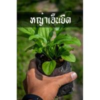 ราคา หญ้าเอ็นยืด พร้อมโต พร้อมลงดิน เลี้ยงง่าย ว่านเอ็นยืด (8813577139)