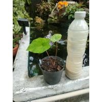 ราคา ไก่ฝรั่งบอนสีตับไก่ (15050593625)