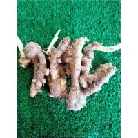 ราคา ว่านมหาเมฆ1เหง้า(L)เนื้อเขียวคนละตัวกับขมิ้นดำ สมุนไพร หัวว่านมหาเมฆ (9154266908)