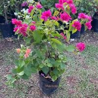 ราคา ต้นเฟื่องฟ้า เฟื่องฟ้า เลือกสีได้ (Bougainvillea) ดอกเฟื่องฟ้า ไม้พุ่มทนแดด อายุยืน ออกดอกสวยตลอดปี (รับประกันสินค้า) (24661178351)