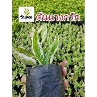 ราคา ต้นนางกวัก​ กวักราชินี,กวักเงินกวักทอง,ใบด่าง ไม้มงคล​ ถุง​ชำ​ 2​นิ้ว​ (3969517419)