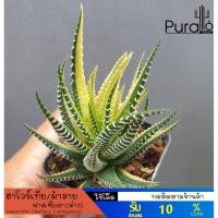 ราคา ต้นไม้อวบน้ำ ฮาโวร์เทีย ฟาสเซียตา ม้าลาย ด่าง Haworthia fasciata (variegated) #succulent #Haworthia (20131263536)