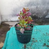 ราคา ต้นเกล็ดทับทิม ต้นไม้มงคล กระถาง 3” (15145318632)