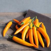 ราคา ต้นกล้า พริกชีฟ้าเหลือง พริกเหลือง ต้นละ 10 บาท พร้อมปลูก แบบห่อตุ้มส่ง (26718351347)