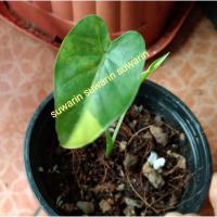 ราคา ต้นบอนหูช้างด่างเหลือง หูช้างด่างเหลือง (4596182511)