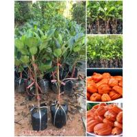 ราคา ต้นขนุนแดงสุริยา(ทาบกิ่ง)สูง 50-80 ซม. (17297604965)