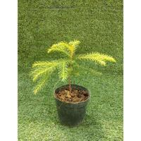 ราคา ต้นสนฉัตร [ Norfolk Island Pine ] , [ House Pine ] ไม้ในกระถาง3" (26478810535)