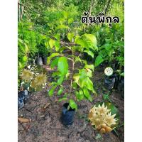 ราคา ต้นพิกุล พิกุล ดอกหอม (26216890780)