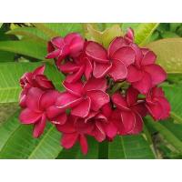 ราคา ต้นลีลาวดีสีแดง แดงอาตี้ (22312847198)