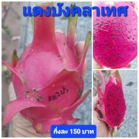 ราคา แดงบังคลาเทศ กิ่งพันธุ์แก้วมังกร (27762718327)