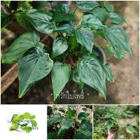 ราคา ต้น กวักใบโพธิ์ ต้นกวักเงินกวักทอง ไม้ประดับ ไม้ใบ ไม้กระถาง (12348567295)