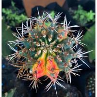 ราคา เก๋งจีน Piaranthus Comptus *กิ่งเด็ดสด* แคคตัส ไม้อวบน้ำ Cactus and Succulent (24632493811)