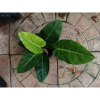ราคา เศรษฐีรวยทรัพย์ ฟิโลเดนดรอนเศรษฐีรวยทรัพย์ philodendron (16370618966)