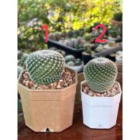 ราคา แมมนกฮูก แคคตัสนกฮูก นกฮูก (11685380776)