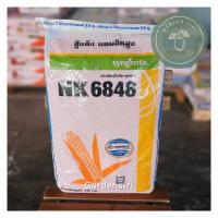 ราคา เมล็ดพันธุ์ข้าวโพดเลี้ยงสัตว์ NK 6848 ขนาด3.5หุน 10kg. สู้แล้ง ผลผลิตสูง (27121063411)