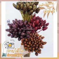 ราคา กระถินทุ่ง ดอกหญ้าแห้ง หญ้าแห้ง ดอกไม้แห้ง (3920100923)