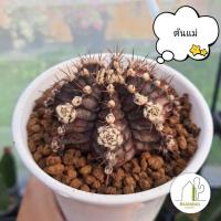 ราคา ทีเร็กซ์(T-rex) ยิมโน กระบองเพชร ไม้ชำหน่อ (7255591296)